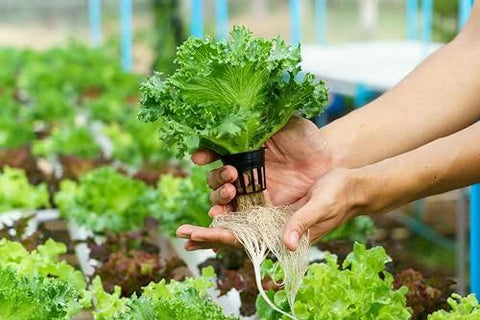 Danner Supreme 250 GPH Hydro-Mag pump with venturi, black plastic; hydroponic irrigation device; person holds lettuce.
