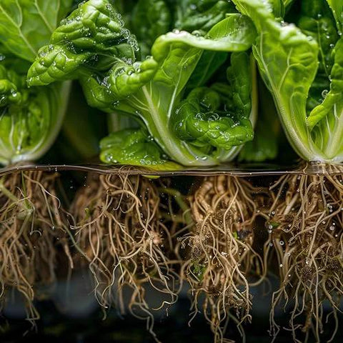 Lawn & Patio lettuce plants with exposed roots in water, close-up view.