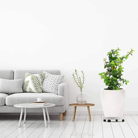 13 Inch Plant Caddy With Four Wheels For Heavy Planters And Deck Use in living room setting with white planter