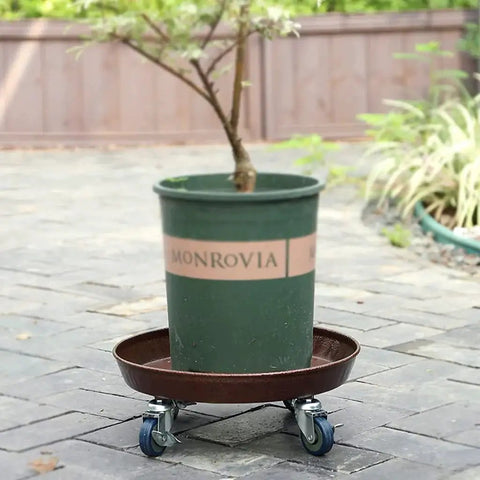 Potted plant on 20 Inch Round Plant Stand With Lockable Wheels Heavy Duty 480 Lb Capacity Rolling Plant Caddy for indoor and outdoor use