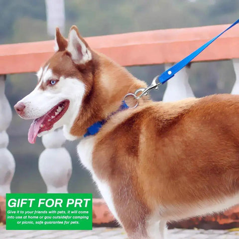 Dog on a leash using Double Ended Bolt Snap Hooks Stainless Steel Heavy Duty 3.5 Inch Pack Of 6 for securing.