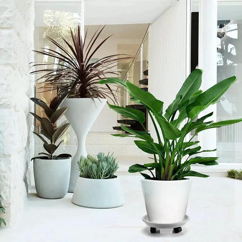 Rolling Plant Caddy With Drainage Tray Set Of 3 For Heavy Duty Planters 13 Inch Diameter in use with green plant indoors