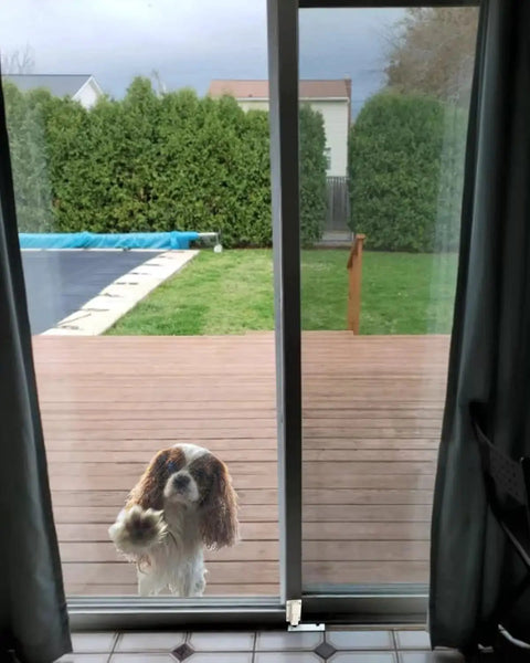 Sliding door showcasing a view of a deck and garden with a dog outside, example setting for Sliding Door Lock For Glass And Patio Doors.
