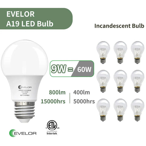 Front view of Evelor Six Pack A19 LED Light Bulbs With E26 Base 60 Watt Equivalent Daylight 5000K 9 Watts 800 Lumens Non Dimmable
