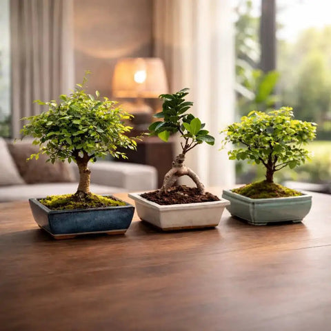 Three bonsai trees in decorative planters on table for Bonsai Starter Kit For Growing Jacaranda Tree With Seeds, Tools, And Planter.