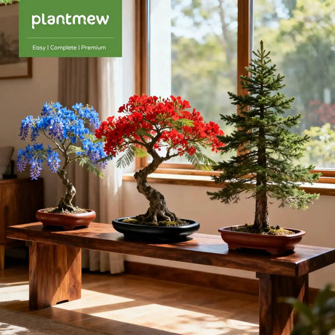 Three Bonsai Kits In One Box Beginners Indoor Growing Starter Set With Tools Planter Soil And Clear Guide Easy DIY Plant Craft