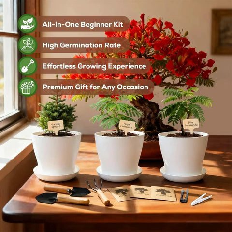 Three Bonsai Kits In One Box Beginners Indoor Growing Starter Set with tools, soil, white planters, and guide on a table.