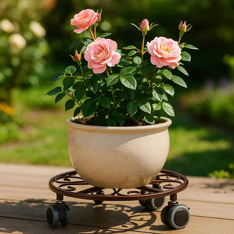 Potted plant on a Three Pack Heavy Duty Metal Plant Caddie With Wheels 13.5 Inch Rolling Stand, rustproof iron with bronze finish, smooth casters.