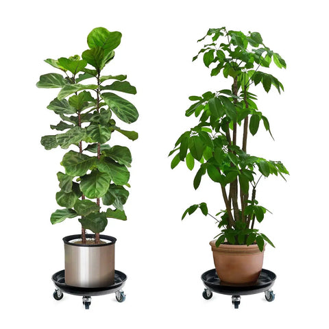 Heavy Duty Plant Caddy With Universal Wheels 3 Pack Black Round Plant Stand Trolley For Indoor And Outdoor Use Supports Up To 330 Lbs Frosted Non Slip Tray For Stable Plant Base 14 Inch Outer Diameter