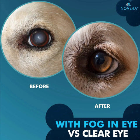Before and after using Gentle Pet Drops Wash for Eyes and Skin Cleansing for Dogs Cats Horses Rabbits, showing foggy and clear eye