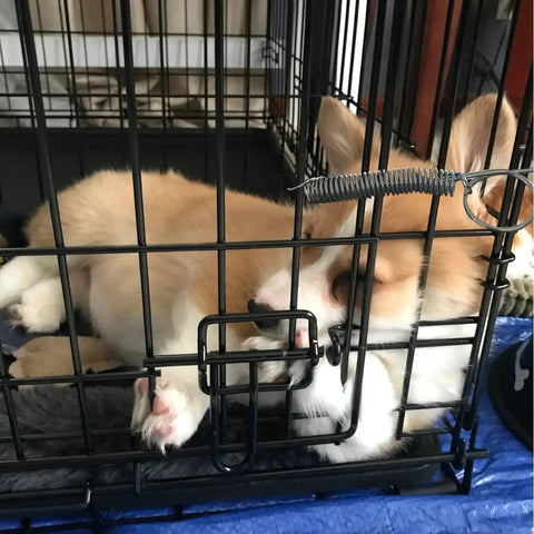 Close-up of a corgi in a cage secured with a metal spring latch hook, part of a 10 Pack Metal Spring Latch Hooks For Pet Cage Doors And Small Animals.