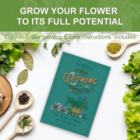 All In One Kitchen Windowsill Herb Garden Starter Kit That Makes Growing Basil Parsley Rosemary Thyme Mint A Breeze guidebook
