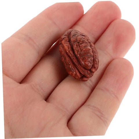 Hand holding a lifelike walnut pecan from Realistic Walnut Miniature Pecans Set Ten Pieces For DIY Decor And Fake Food Props Totally Cute Mini House Accessories Nut Models For Dollhouse And Craft Projects Whimsical Office Desk Decor.