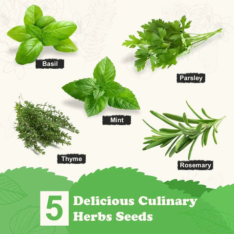 Image showing five herb varieties: Basil, Parsley, Mint, Thyme, Rosemary included in the All In One Kitchen Windowsill Herb Garden Starter Kit That Makes Growing Basil Parsley Rosemary Thyme Mint A Breeze With Five Seed Varieties Planter Box Bags Discs Markers Tools Pruner Water Bottle And Easy DIY Guide.