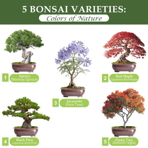 Five Vibrant Bonsai Kit For Beginners With Seeds Soils Pots And Tools Includes Jacaranda Flame Tree Black Pine Spruce Red Maple