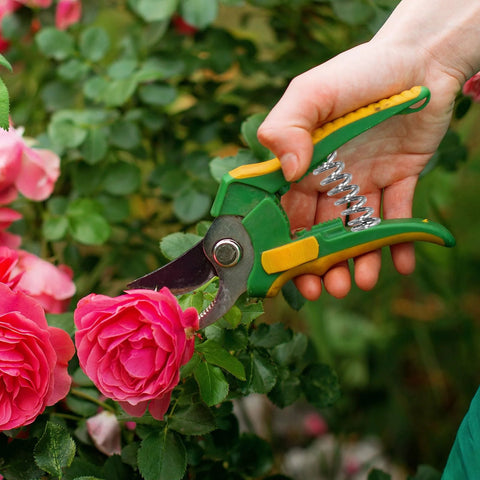 Pruning shears with green and yellow handles and a visible coil spring, trimming pink roses.