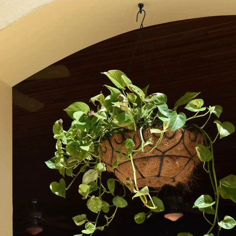 Hanging basket with green plants under an arch on a sunny porch.