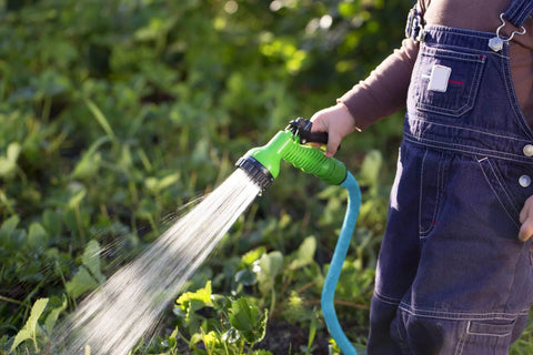 Garden hose with green spray nozzle attached to blue hose watering garden plants