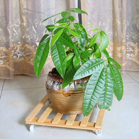 Three Pack Bamboo Plant Caddies With Rolling Wheels, 12 Inch Square Plant Stand with pot on universal 360 degree rotating dolly.