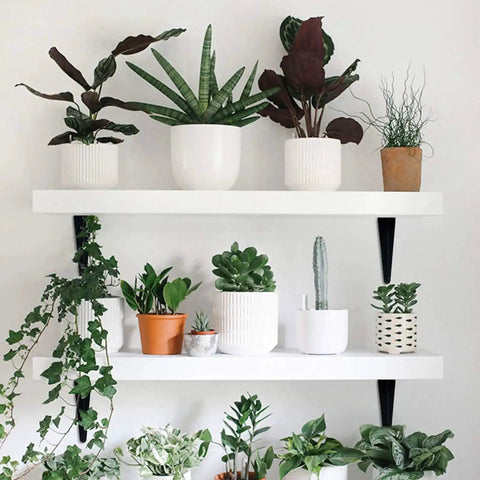 Floating shelves with plants supported by Beefed Up Heavy Duty Black Metal Floating Shelf Brackets Set 4x3 Inch L Brackets