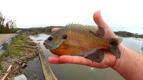 Person holding a large panfish by a lake, showcasing the catch in hand against a scenic water and shoreline background.