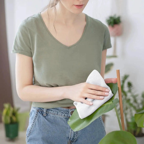 Person cleaning plant leaf with Absorbent Quick Dry Bar Mop Towels Pack Of 60, 14x17 Commercial Grade Cotton Cleaning Rags For Kitchen And Bar.