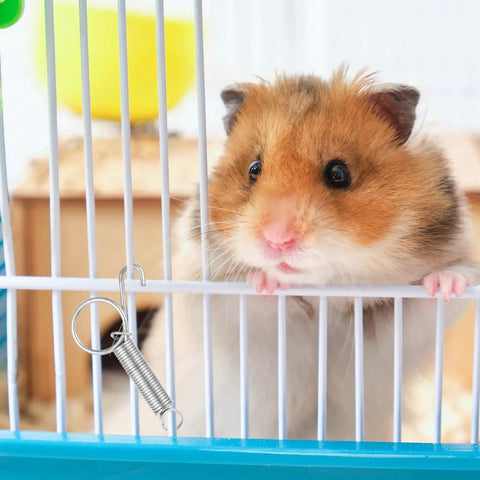 Hamster in cage with 20 Pack Spring Cage Latch Clips For Dog Crates Rabbits Cats Birds Parrots, silver metal, 7.5 cm long.
