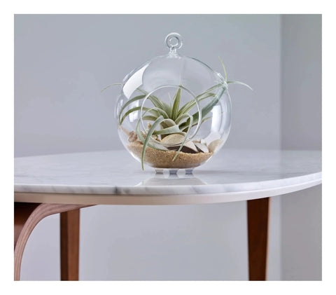 Glass terrarium with air plant placed on a modern marble table with wooden legs in a minimalistic setting.