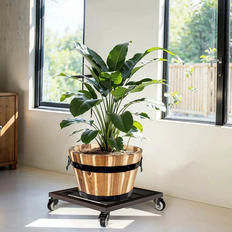 Lockable Heavy Duty Plant Caddy Trolley with 12 inch wheels and steel construction holding a large plant indoors.