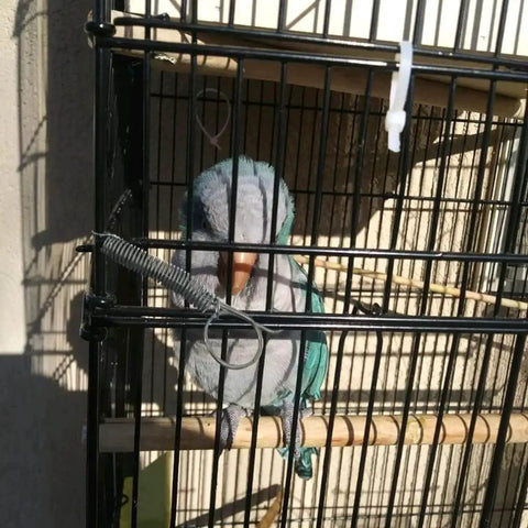 Bird inside pet cage with metal spring latch hook securing cage door; part of 10 Pack Metal Spring Latch Hooks For Pet Cage Doors And Small Animals.