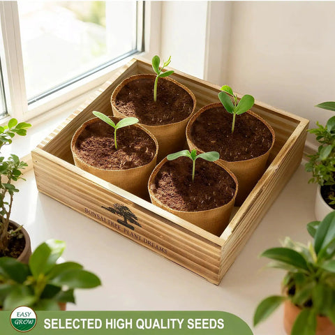 Beginner Bonsai Tree Starter Kit For Indoor Gardening with seedlings in pots inside a wooden box on a windowsill.
