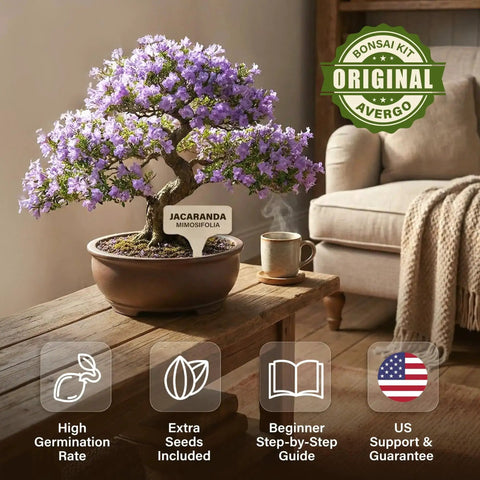 Indoor Bonsai Starter Kit with Jacaranda tree in planter on table, Bonsai Starter Kit For Growing Jacaranda Tree With Seeds, Tools, And Planter, Complete Indoor Bonsai Kit, Free Extra Seed Pack, Killer Gift For Mom, Women, And Men Who Dig Gardening, Easy, Fun, Beginner Friendly, cozy setting.