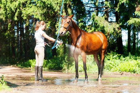 Rubber garden hose, AG-LITE BSAL5815 5/8" x 15', blue braided, used to wash a horse outdoors.