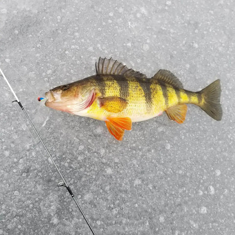 Glow Paint Tungsten Ice Fishing Jigs 6 Pack For Winter Crappie And Bluegill Dope Glow In The Dark With Fast Drop shown with caught fish on ice