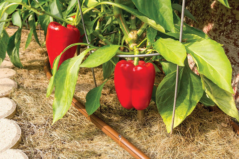 Rain Bird drip irrigation tubing, 1/2 in OD, brown, 100' roll in pepper garden with red peppers