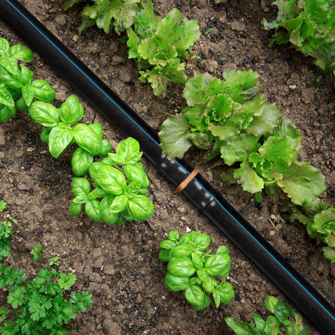 Copadri 1/2-inch drip irrigation tubing, black with blue stripe, laid in a garden bed among basil and lettuce.