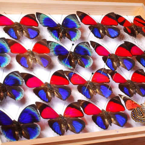 Butterflies mounted with Stainless Steel Insect Pins Kit Bulk 500 Piece Five Size Set For Entomology Displays And School Projects
