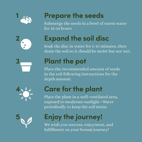 All In One Bonsai Growing Kit For Beginners With Seeds Norway Spruce Royal Poinciana Blue Jacaranda And Rocky Mountain Pine care steps