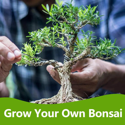 Hands caring for small bonsai tree, symbolizing Beginner Friendly Bonsai Starter Kit With Seeds And Tools All In One Indoor Tree Growing Set.