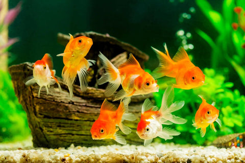 Group of orange goldfish swimming in a home aquarium with gravel substrate and driftwood.