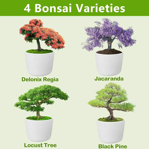 Beginner Friendly Bonsai Starter Kit With Seeds And Tools All In One Indoor Tree Growing Set For Living Plants Great Gift