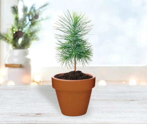 Spruce Terracotta Mini Grow Pots Indoor Tree Starter Kit 20 Pack DIY Planting Kit To Grow Tiny Spruce Trees For Home Gardening