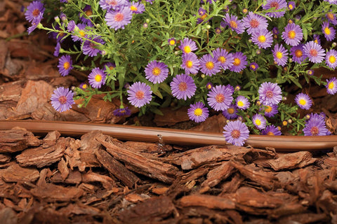 Rain Bird ET63-100S drip irrigation tubing, 1/2 inch brown, laid beside purple flowers on mulch