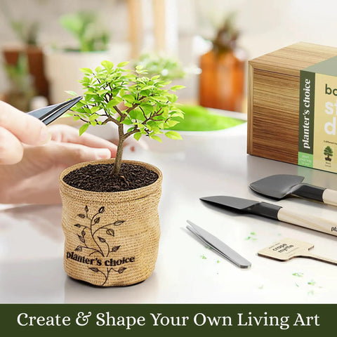 Bonsai Starter Kit With Five Varieties Black Locust Blue Jacaranda Crape Myrtle Pigeon Pea Delonix Regia All In One Deluxe Indoor