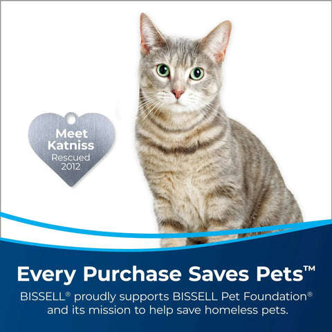 Front view of a gray tabby cat with a silver heart-shaped ID tag reading Meet Katniss Rescued 2012.