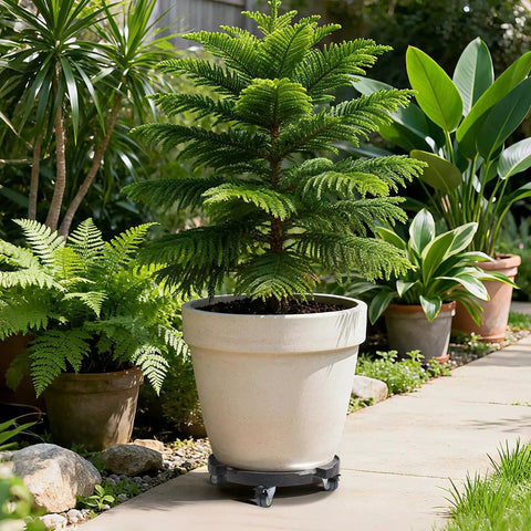 Potted plant on Adjustable 15-19 Inch Round Drum Dolly With Locking Wheels in garden setting