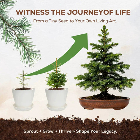 Three Bonsai Kits In One Box Beginners Indoor Growing Starter Set With Tools Planter Soil And Clear Guide journey visual chart