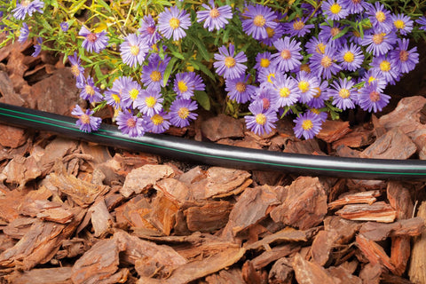 Drip irrigation tubing, 1/2 in (0.634 OD), black with green stripe, laid along mulch beside purple flowers.