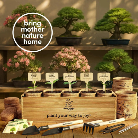 Bonsai Starter Kit With Five Varieties Black Locust Blue Jacaranda Crape Myrtle Pigeon Pea Delonix Regia All In One Deluxe