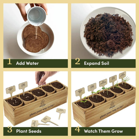 Bonsai Starter Kit With Five Varieties Black Locust Blue Jacaranda Crape Myrtle Pigeon Pea Delonix Regia All In One Deluxe